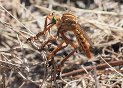 Diogmites angustipennis