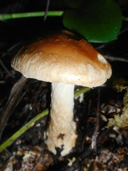 Leucocortinarius bulbiger