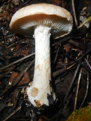 Leucocortinarius bulbiger