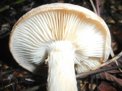 Leucocortinarius bulbiger