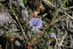 Trachymene coerulea