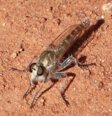 Proctacanthella