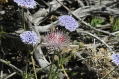 Trachymene coerulea