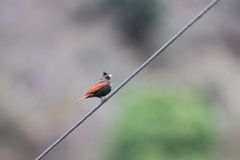 Emberiza lathami