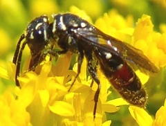 Sapygidae
