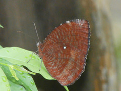 Elymnias hypermnestra beatrice