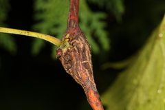 Neolasioptera vitinea