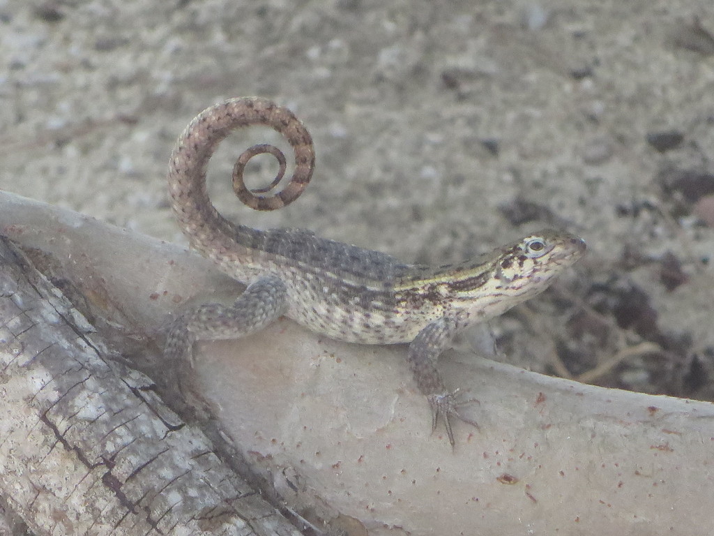 Northern Curly-tailed Lizard