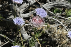 Trachymene coerulea