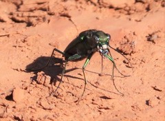 Cicindela obsoleta obsoleta