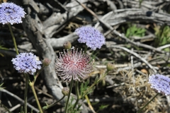 Trachymene coerulea