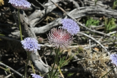 Trachymene coerulea