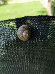 Cornu aspersum