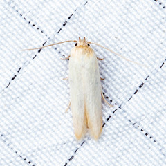 Calosima dianella