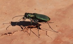 Cicindela obsoleta obsoleta