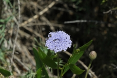 Trachymene coerulea