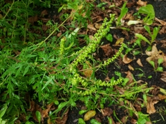 Ambrosia artemisiifolia