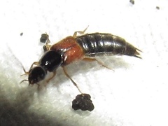Philonthus rufulus