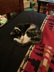 Felis catus