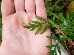 Ambrosia artemisiifolia