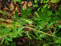 Ambrosia artemisiifolia