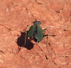 Cicindela obsoleta obsoleta