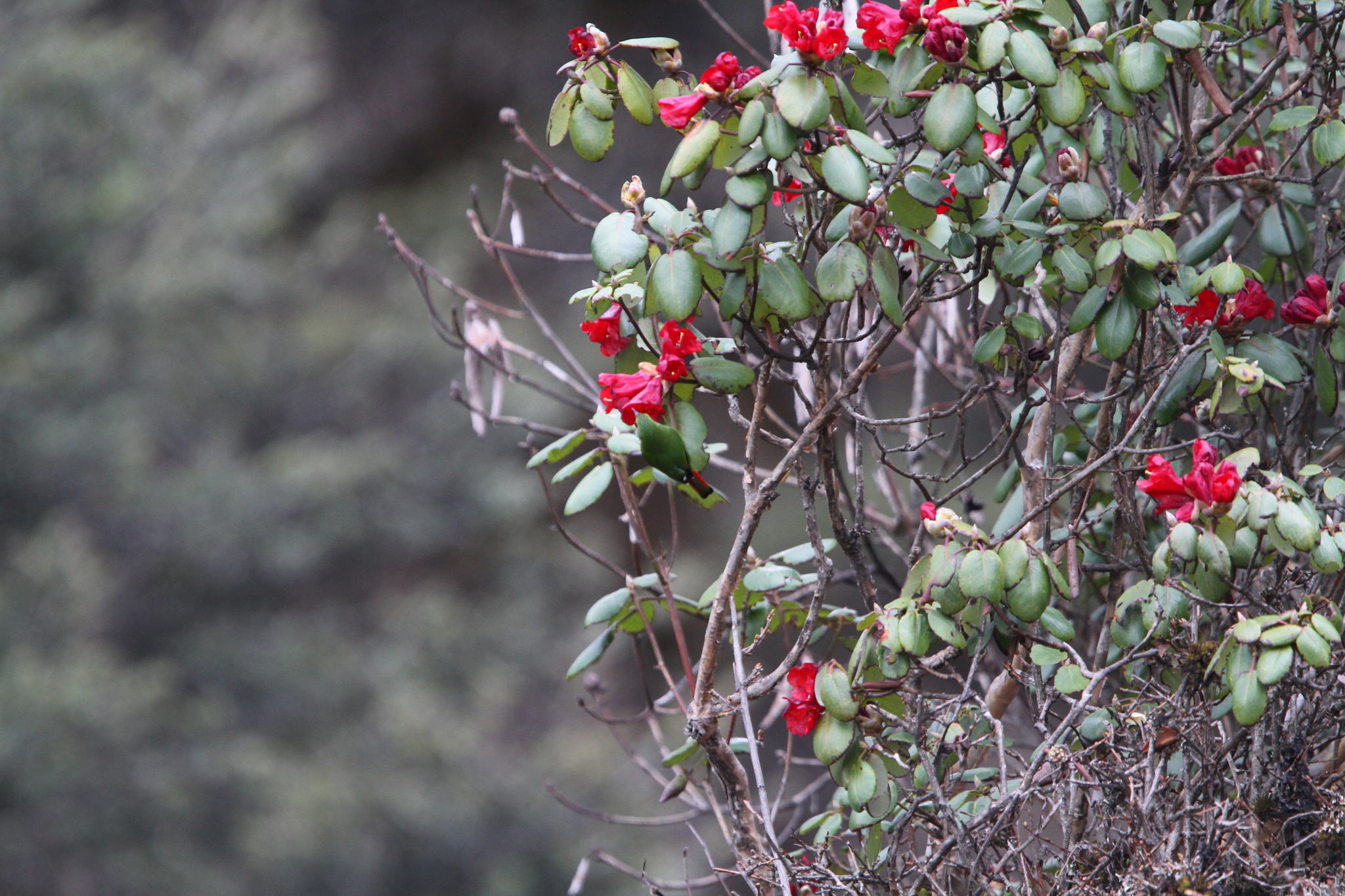 Fire-tailed Myzornis