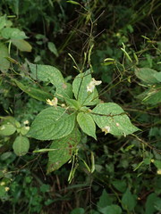 Impatientinum asiaticum
