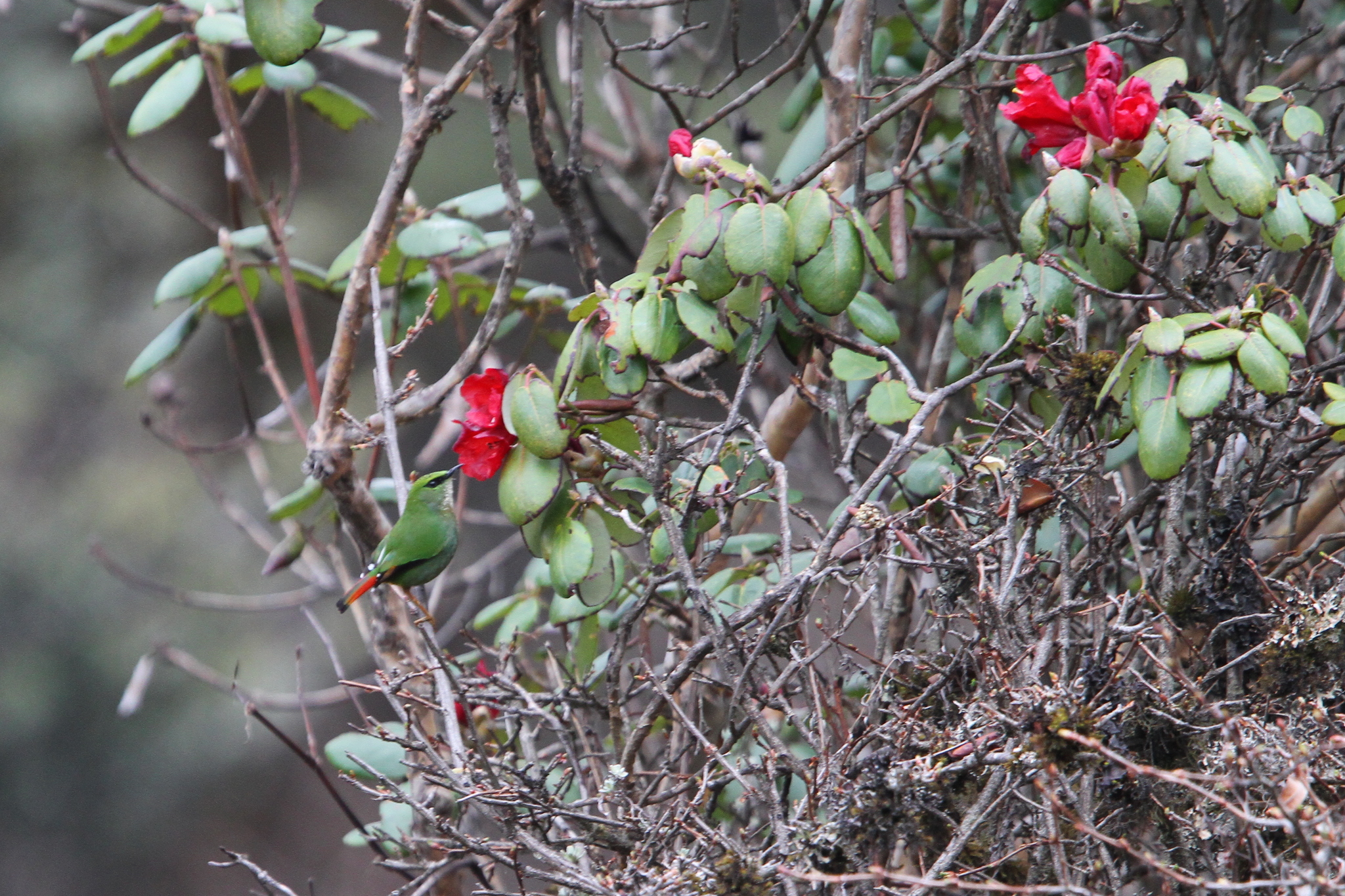 Fire-tailed Myzornis