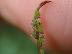 Impatientinum asiaticum