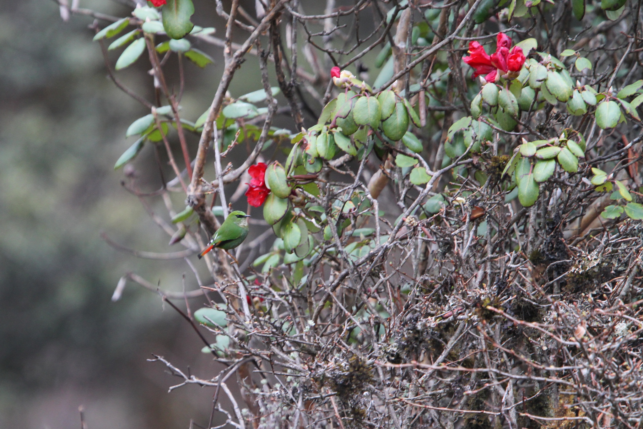 Fire-tailed Myzornis