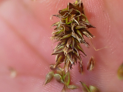 Carex hoodii