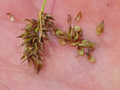 Carex hoodii