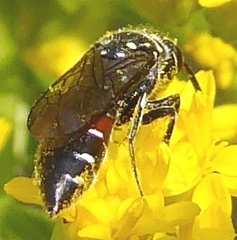 Sapygidae
