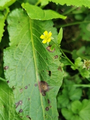 Geum urbanum