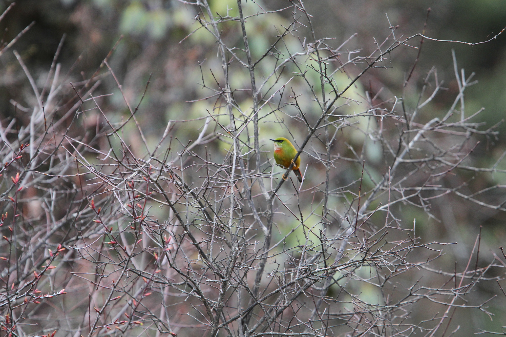 Fire-tailed Myzornis