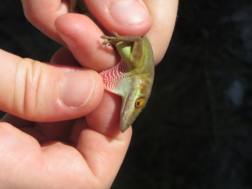 Bahamian Green Anole, Anolis smaragdinus