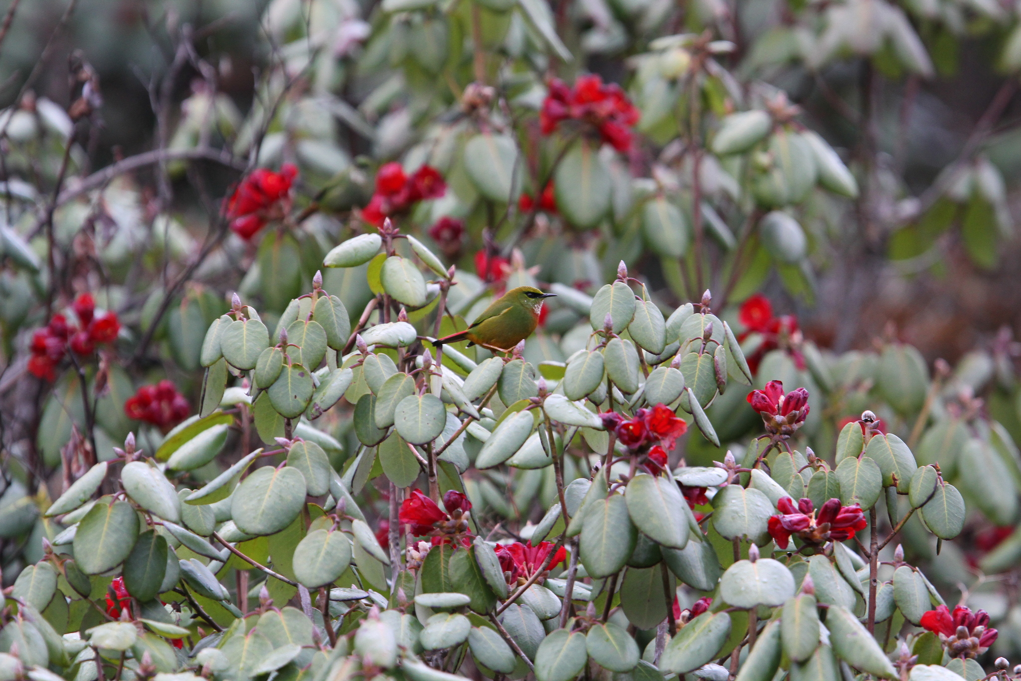Fire-tailed Myzornis