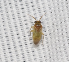 Rhinacloa callicrates