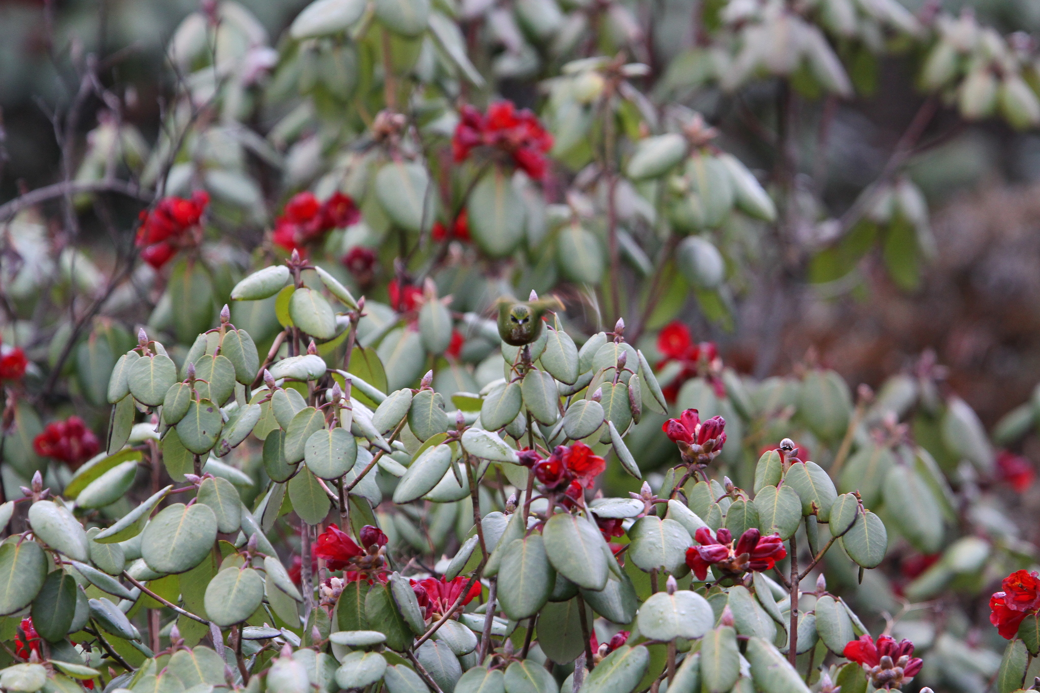 Fire-tailed Myzornis