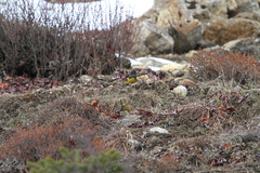 Mycerobas carnipes