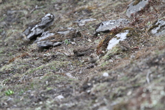 Carpodacus pulcherrimus