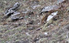 Carpodacus pulcherrimus