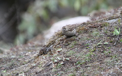 Carpodacus pulcherrimus