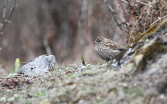 Carpodacus pulcherrimus
