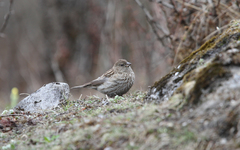 Carpodacus pulcherrimus
