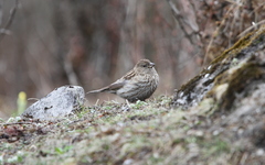 Carpodacus pulcherrimus