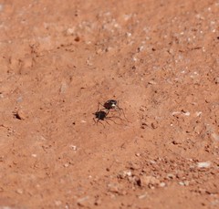 Cicindela schauppii