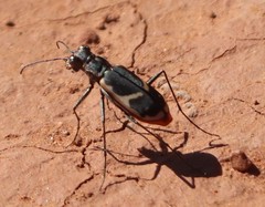 Cicindela schauppii