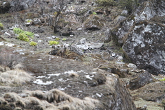 Turdus maximus